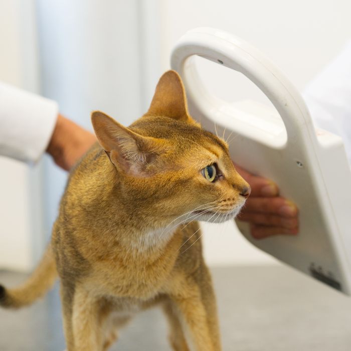 Pet Microchipping cat microchipping