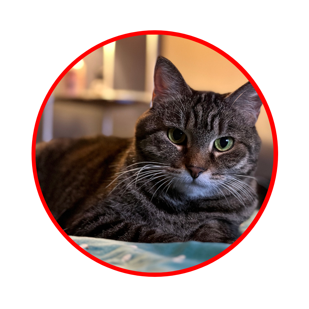 12 a cat sitting on the bed