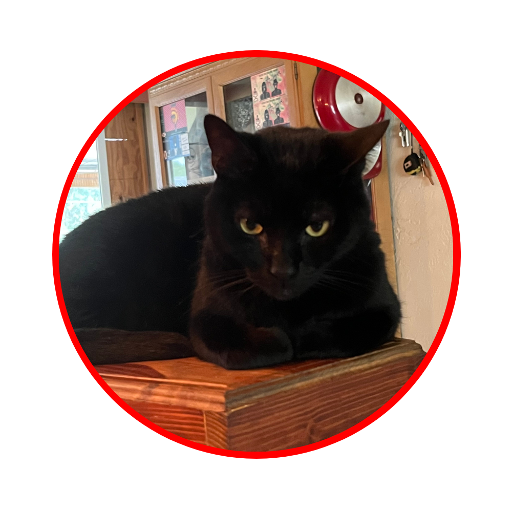 13 a black cat