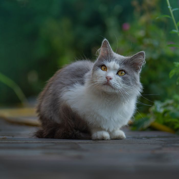 Pet End of Life Care a white and gray cat
