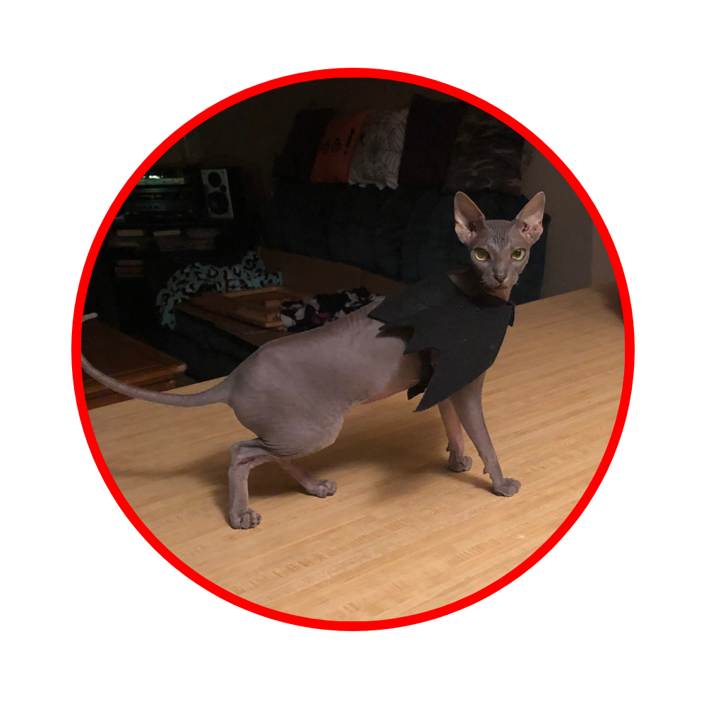 exam header updated a cat wearing a cape