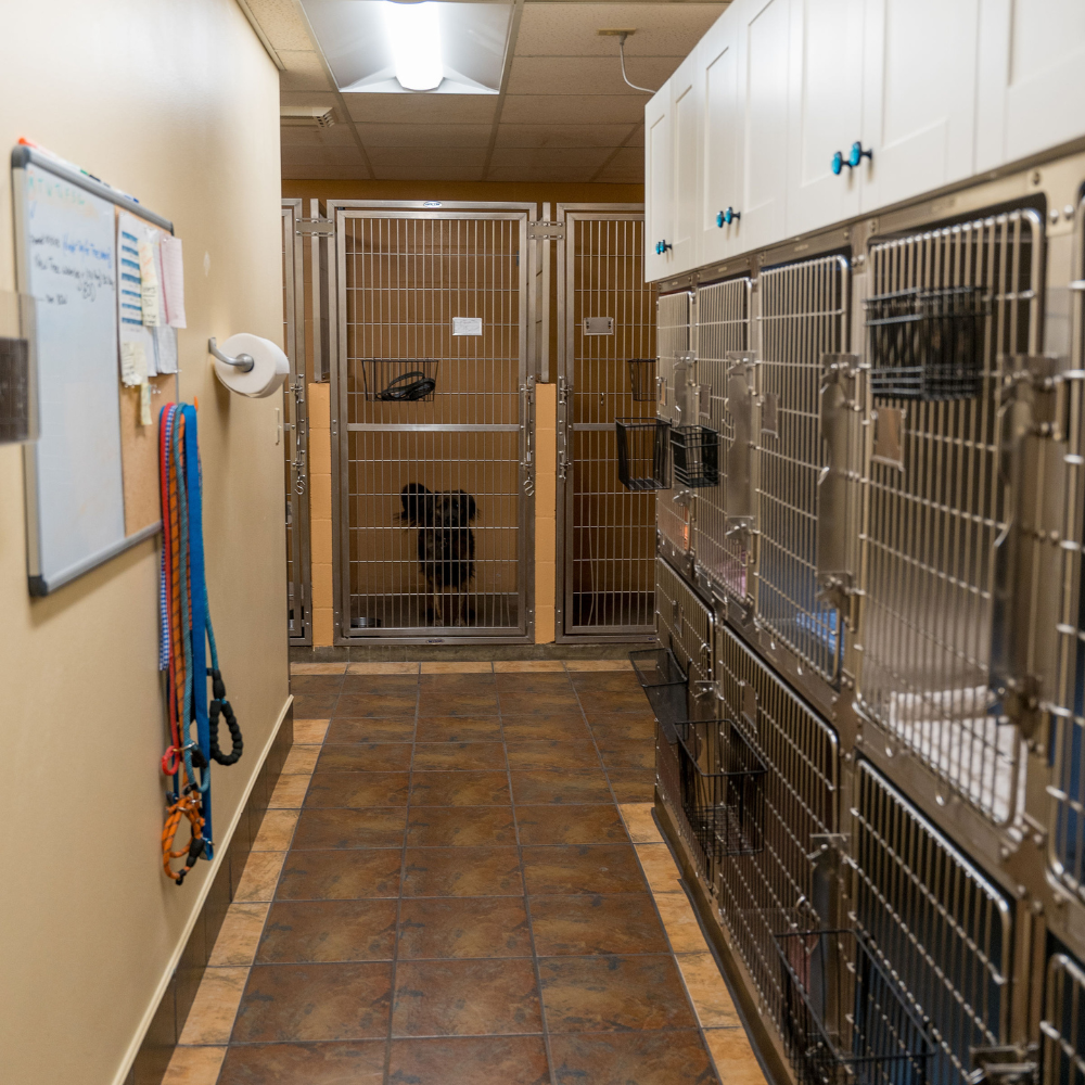 kennel