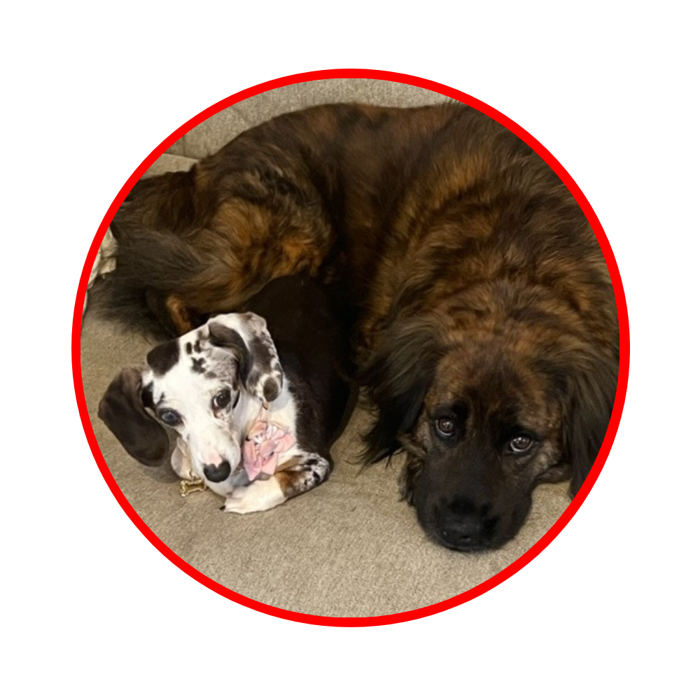 parasite header updated dog and puppy