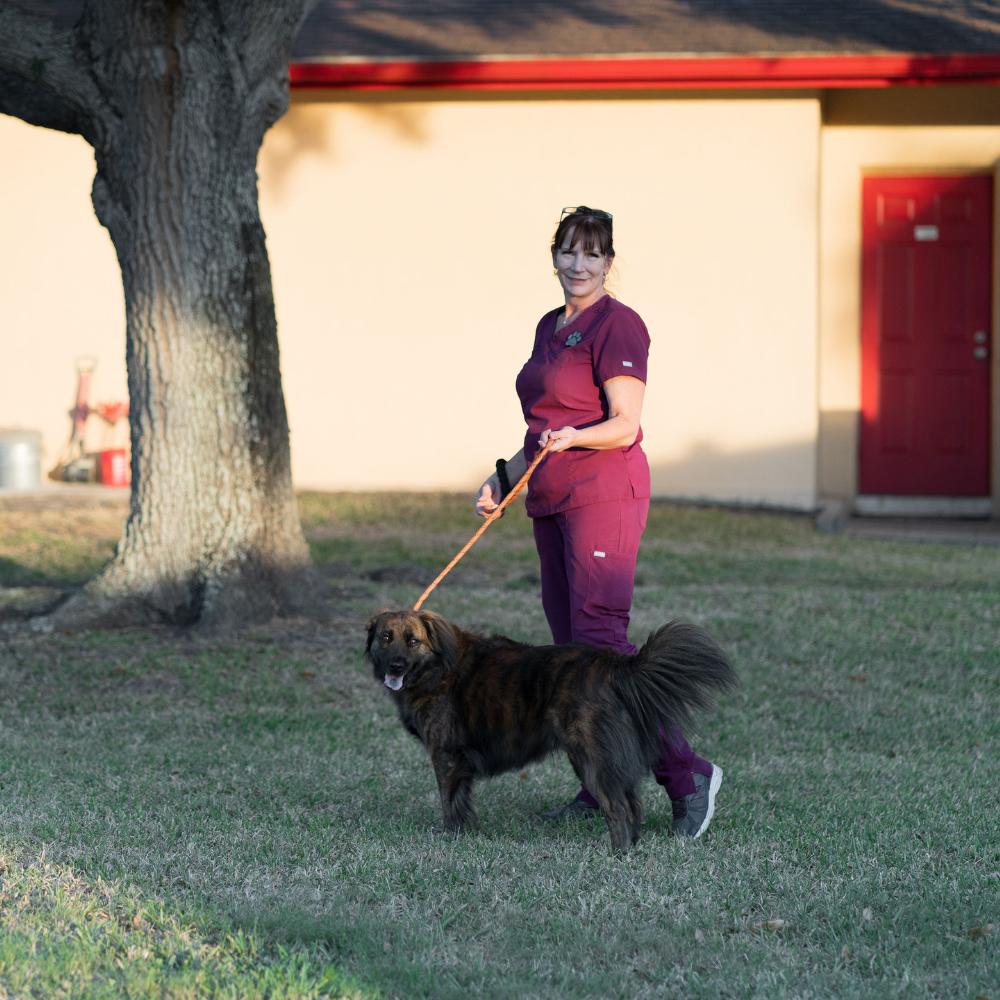 walking a dog